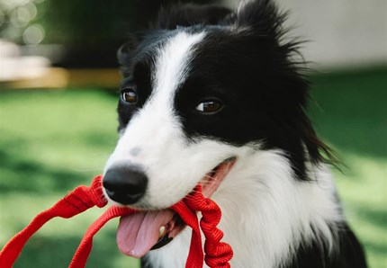 Tari azzerata per chi adotta un animale al canile