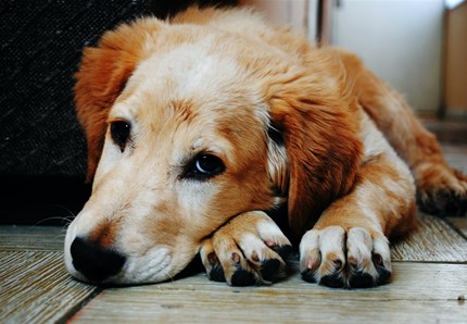 Cane sfugge al dogsitter e finisce sotto il tram