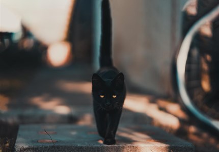 Giornata del gatto nero