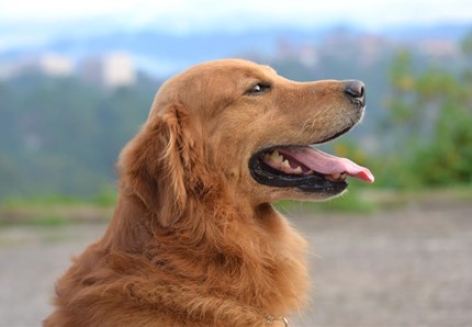 Bimba scomparsa, dormiva col suo cane