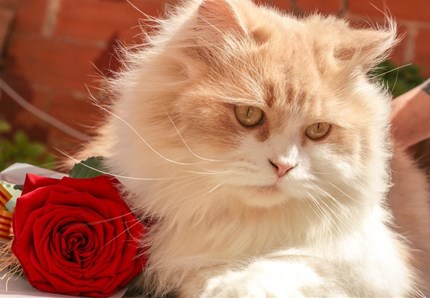 Si chiama Leonardo il gatto più bello del mondo