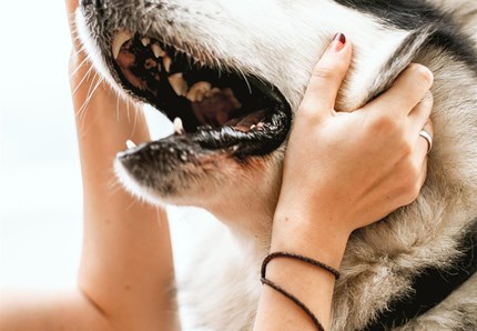 Lissone, a maggio il corso di formazione per proprietari di cani