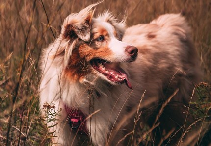 Chernobyl, i cani della zona geneticamente modificati