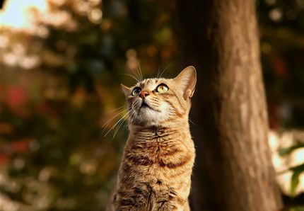 Cerca i gatti con il drone per lavoro