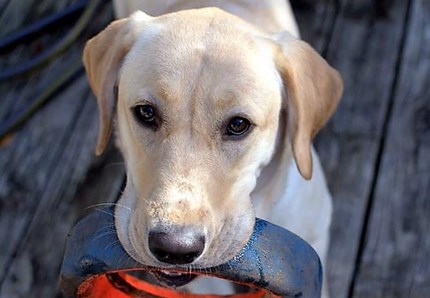 Il cane? Intelligenza fenomenale