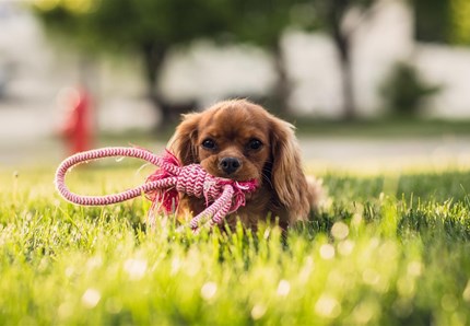 Animali in Città, innovazioni in agenda per la Lombardia