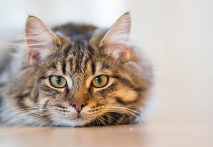 Sos ipertensione felina