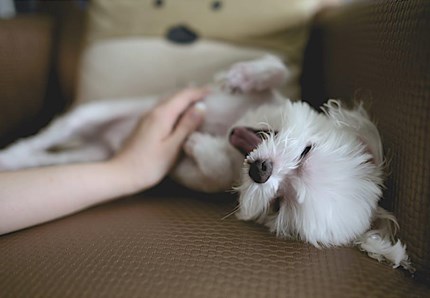 Italia, gli animali domestici vivono in salute