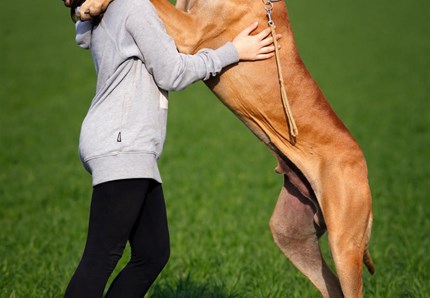 Abu, il cane più grande del Regno Unito