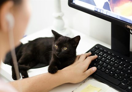 Ecco perché si sdraiano sul pc