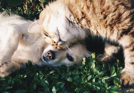 Cani e gatti, amici per il pelo