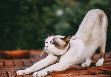 Guinzaglio per i gatti, i consigli