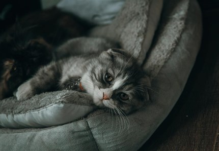 Cinque coltellate alla moglie per un litigio sul gatto