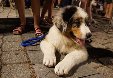 Dog pride, esperienza unica