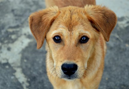 Milano in piazza per gli animali