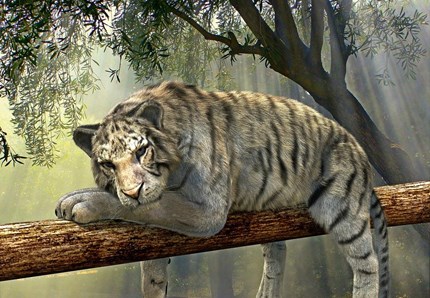 Gatti, tigri e leoni: quante somiglianze